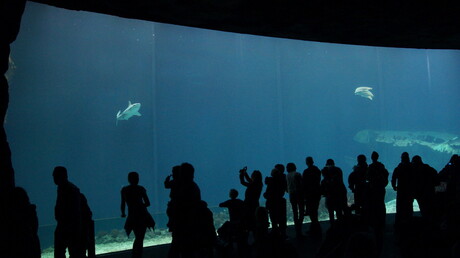 aquarium met haai