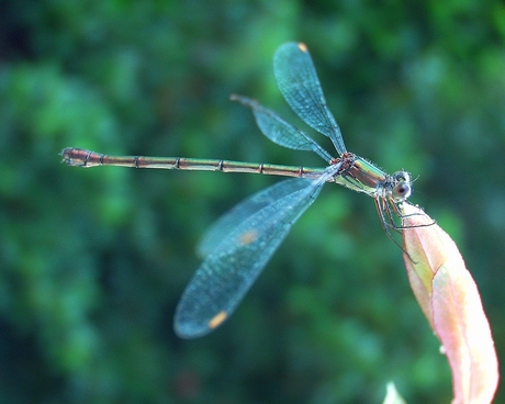 Libelle