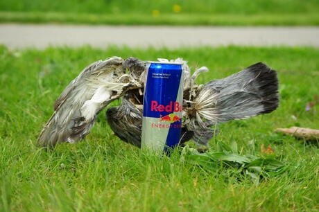 red bull