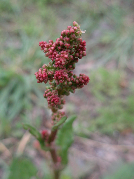 Een mooie bloem