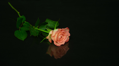Een roos voor jou