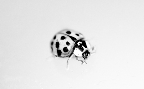High key ladybug
