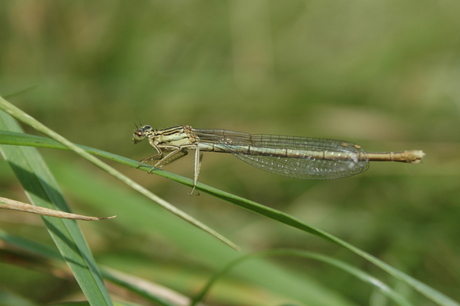 breedscheenjuffer