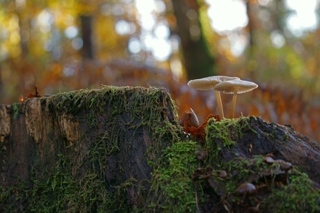 paddenstoelen in het Speulderbos