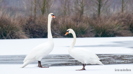 Knobbelzwanen in de witte wereld