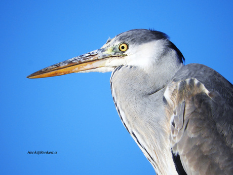 Blauwe reiger