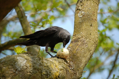 Vroege vogel