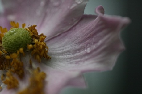 macro bloem