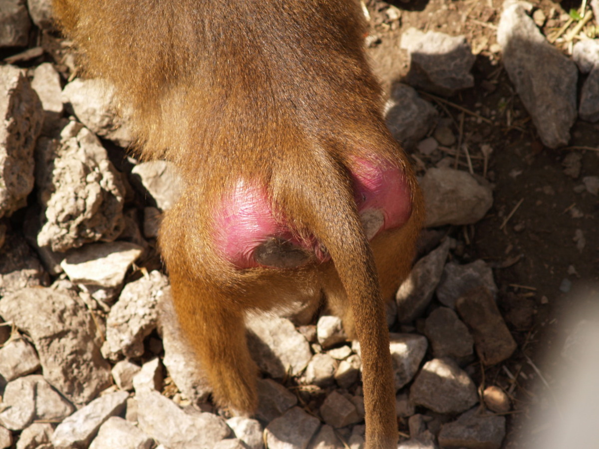 de rode kont van een baviaan - foto van johanneke - Dieren - Zoom.nl