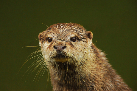 otter