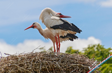 Avifauna