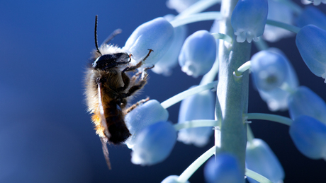 Lente blauw