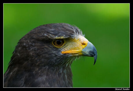 woestijnbuizerd(Harris Hawk)