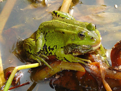 kanibalisme in onze vijver