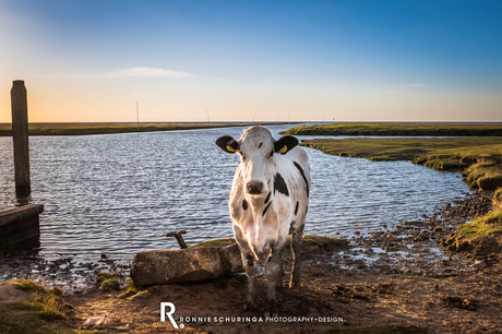 Lonely Cow