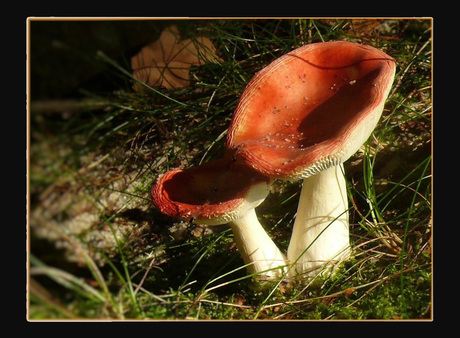 Duivelsbrood Russula