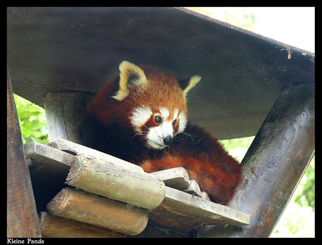 Kleine Panda