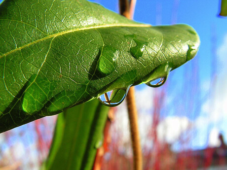 Waterdruppel aan blad