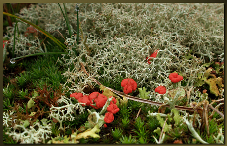 Rood bekertjesMos Schoorlse duinen