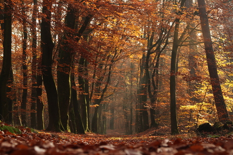 Magisch herfstbos