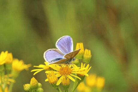 icarus blauwtje