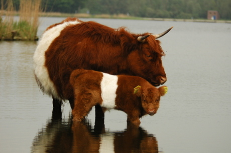 Hooglander met kalf