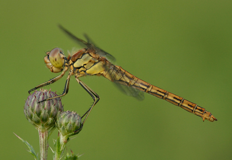 Steenrode Heidelibel.