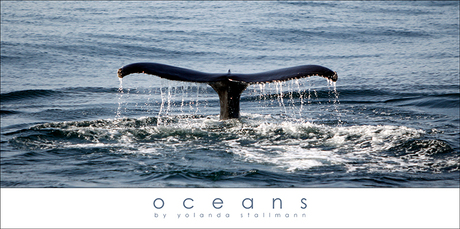 Oceans: Whale Tail