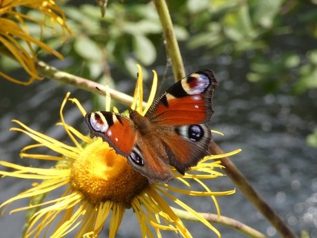 Dagpauwoog op zonnebloem