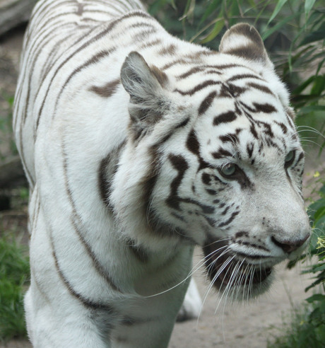 Dagje dierentuin.