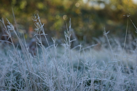 Ochtend vorst