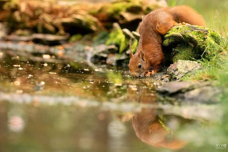 Dorst