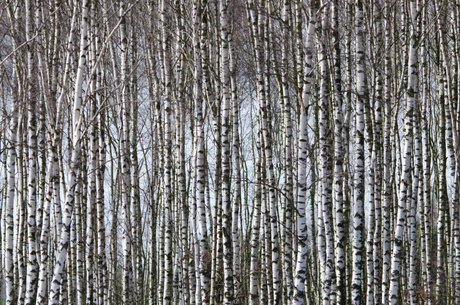 Door de bomen het bos zien