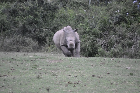 Neushoorn