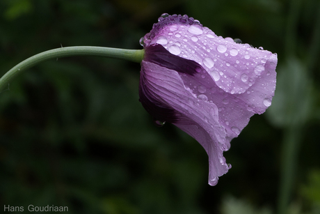 Purple flower