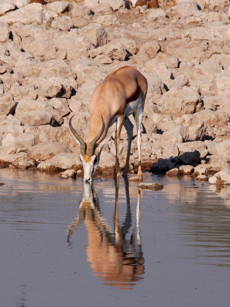 Zo'n simpele springbok, maar van grote schoonheid