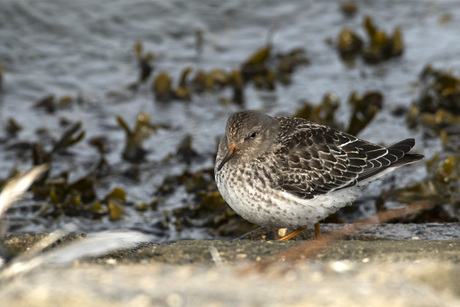 Paarse Strandloper