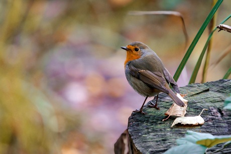 Roodborst op stronk