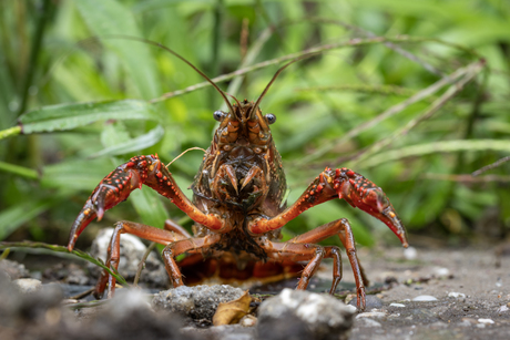 De Pose van een Krijger: 'Kleintje, Groot Ego'