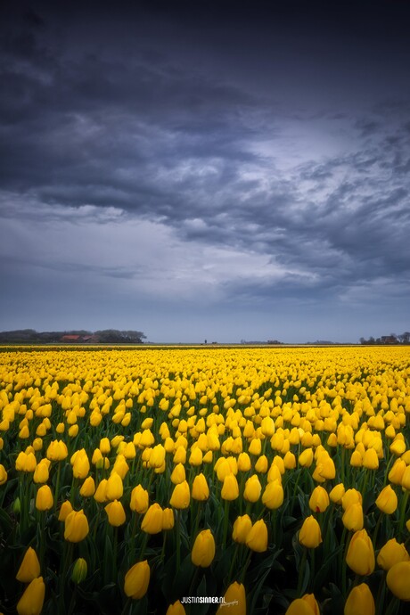 Gele tulpen en dreigende lucht.