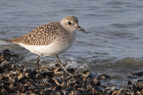 Zilverplevier winterkleed