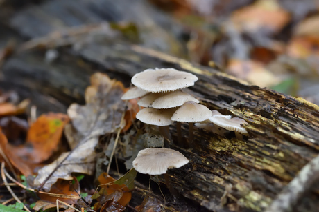 paddestoelen op de boomstam