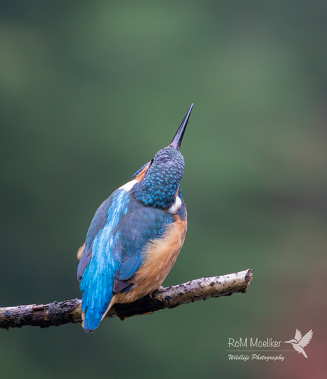 De IJsvogel.