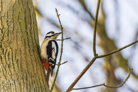 Grote Bonte Specht