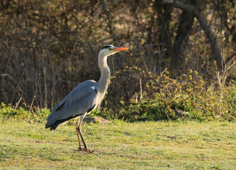 blauwe reiger