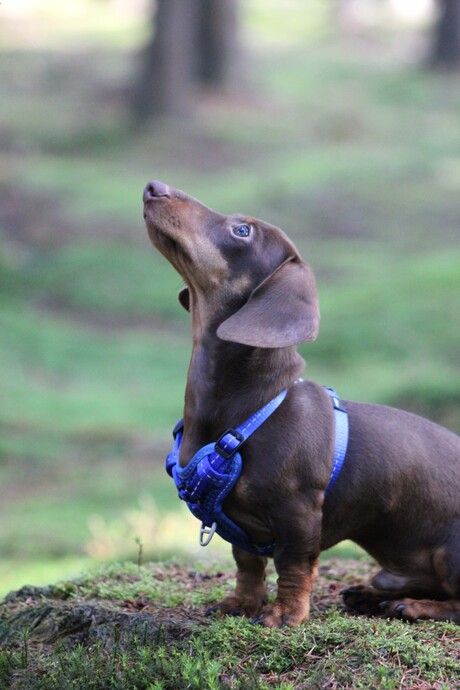 Ozzy in het bos