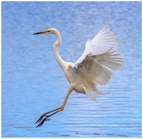 Grote Zilverreiger.