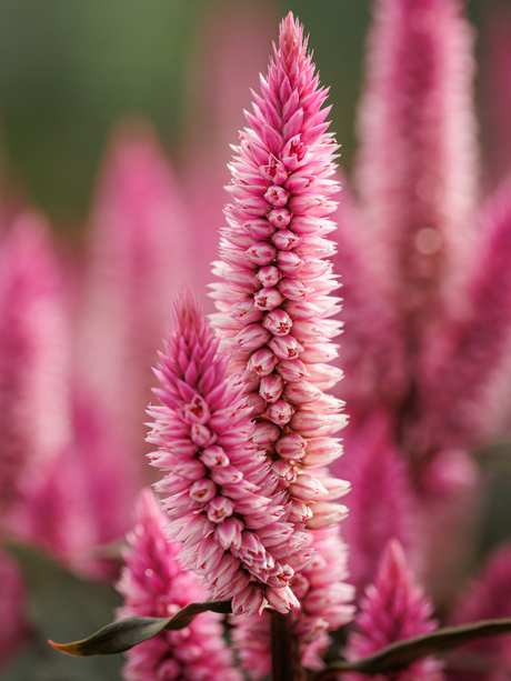 Celosia