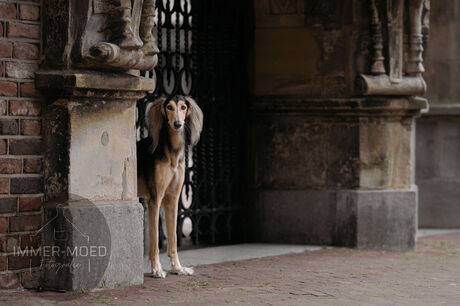 Hond in de stad