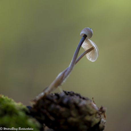 ZoomNL Dorstpaddestoelendag met MacroDaan en Dennis
